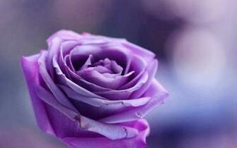 Purple Rose Flowers