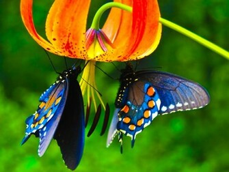 Beautiful Butterflies Wallpaper