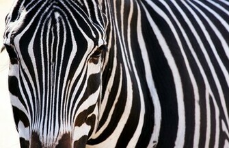 Zebra Computer Wallpaper Desktop Background Id