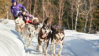 Have A Dog Sledding Ride Au Chalet En Bois Rond