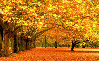Fall Foliage Wallpaper HD