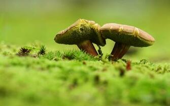 To Wallpaper Just Right Click On Pictures And Select Save