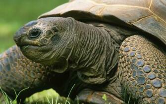 Tortoise Wallpaper Animal