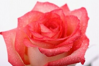 Roses Pink Rose Fresh White Background Photo