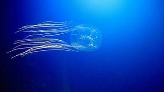 Box Jellyfish Wallpaper HD