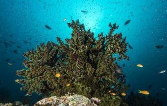 Wallpaper Coral Reef Fish Seabed Surface Sunlight