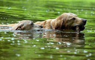 Dogs
