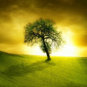 Lonely Beautiful Tree Wallpaper