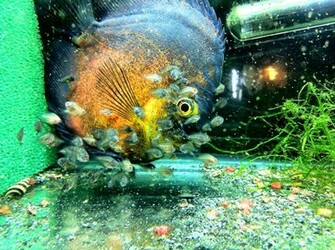 Discus Fish Photos Wallpaper The Fun Bank
