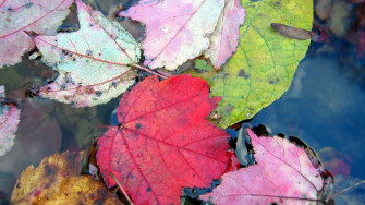 Fall Autumn Foliage Wallpaper HD
