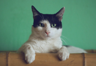 Cat Meme HD Wallpaper