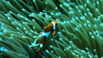 Sea Fish HD Walllpaeprs Gallery Beautiful Animals Wallpaper