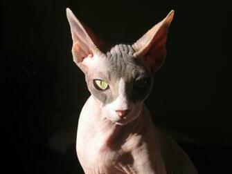 Sphynx Cat HD Wallpaper Background Image Id