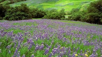 Beautiful And Lovely Spring Season Wallpaper For Desktop Background