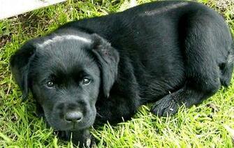 Wallpaper Black Lab Dogs