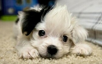 Cute Puppies Wallpaper