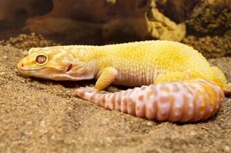 Aptor Leopard Gecko Adult By Biggoofybastard
