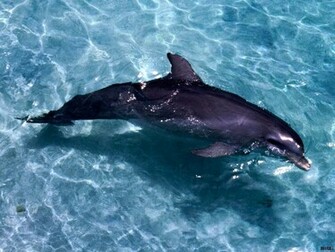Ocean Life HD Funny Wallpaper
