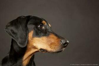 Doberman Pinscher Wallpaper Photos Pictures And