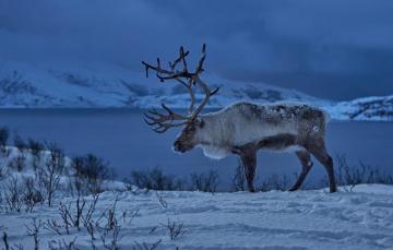 Wallpaper Winter Snow Deer Norway Horns Reindeer Image For