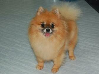 Learn How Train Pomeranian Dog