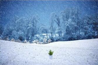 Chilly Winter Wallpaper Colorlava