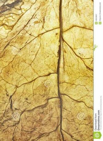 Dry Leaf Background Hi Cleveland Tn In