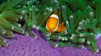 Clown Fish Wallpaper Net