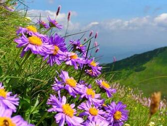 Mountain Wildflowers Wallpaper Beautiful