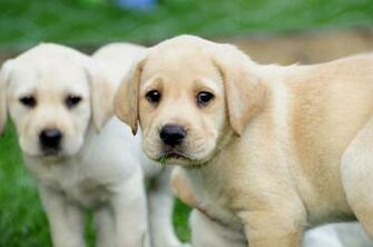 Years Ago Dogs Labrador Retriever Birmingham