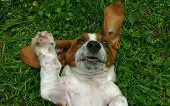 Wallpaper Basset Hound Pictures