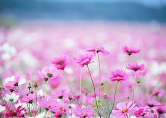 Pink Daisy In Summer Wallpaper And Image Pictures