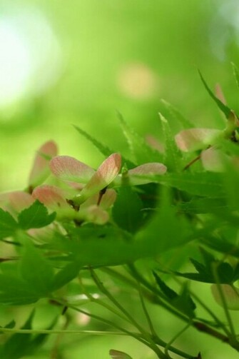 iPhone Wallpaper For Nature