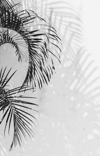 Photography Simply Aesthetic Plants White