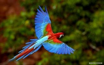 Wallpaper Animal Microsoft Exquisite Pictures