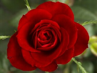 Flower Wallpaper Pictures Red Rose Flowers Gifts