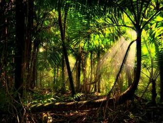 Beautiful Rainforest Background New Stylish Wallpaper