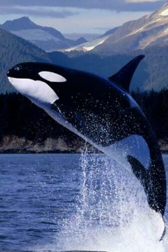 Whale Wallpaper