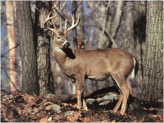 Deadly Threat A Deer In The Headlights Truth About Cars