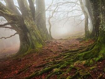 Old Beech Forest Foggy Wallpaper Stock