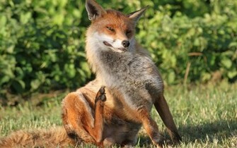 Fox Wallpaper Background Image Hippowallpaper
