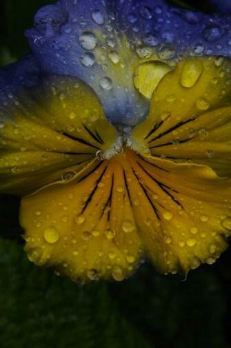 Pictures Summer Rain Flowers Nature Wallpaper On Desktop Nexus