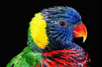 Birds Exotic HD Wallpaper Thumb Beautiful