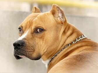 American Pitbull Wallpaper HD