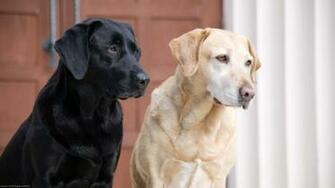 Labrador Retriever Computer Wallpaper Desktop