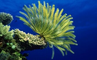 Wallpaper Coral Reef