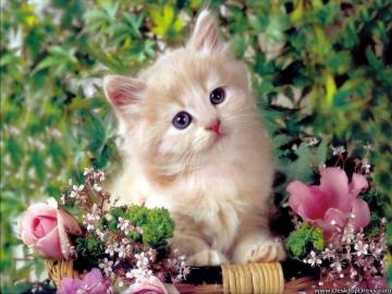 Cute Love Flower Image Top Collection Of Different Types