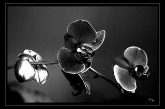 Black Orchid Wallpaper