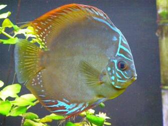 Discus Fish Wallpaper