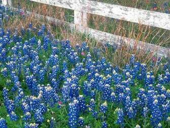 Bluebonnet Background